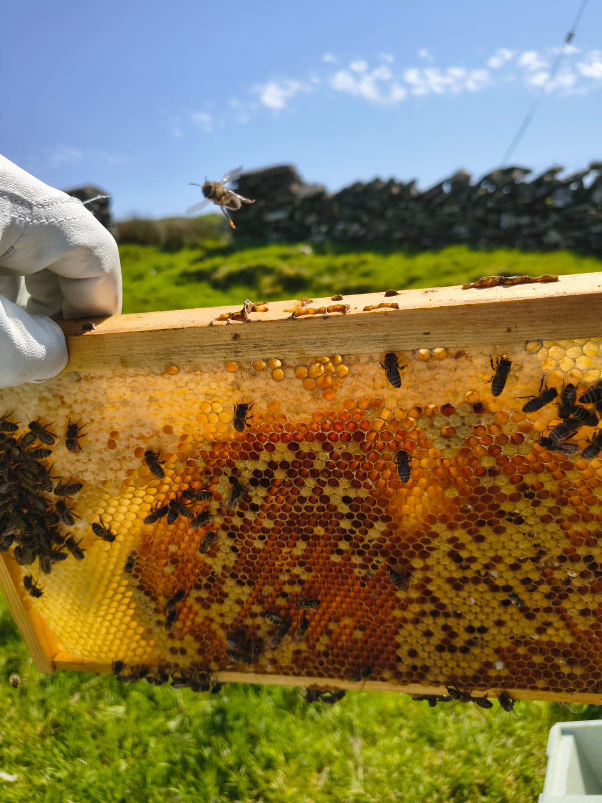A sanctuary for the native Irish honeybee